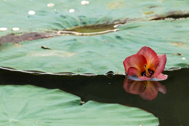 Foto foglie di loto nello stagno con fiore rosso