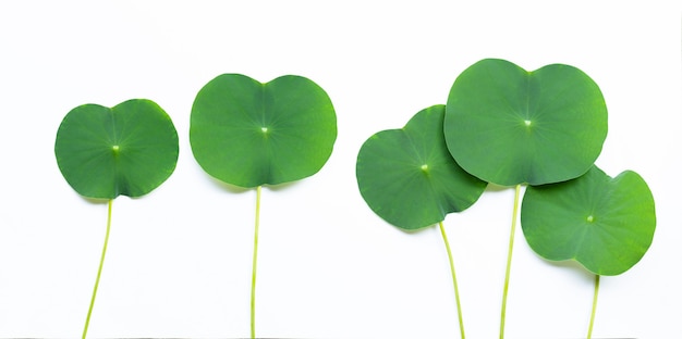 Lotus leaves on white.