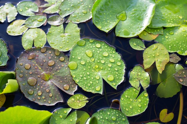 Листья лотоса с каплями дождя Пруд с водяными лилиями