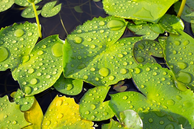 빗방울이 있는 연꽃 잎 수련 연못