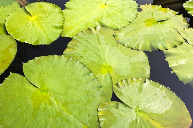 Lotus Leaves