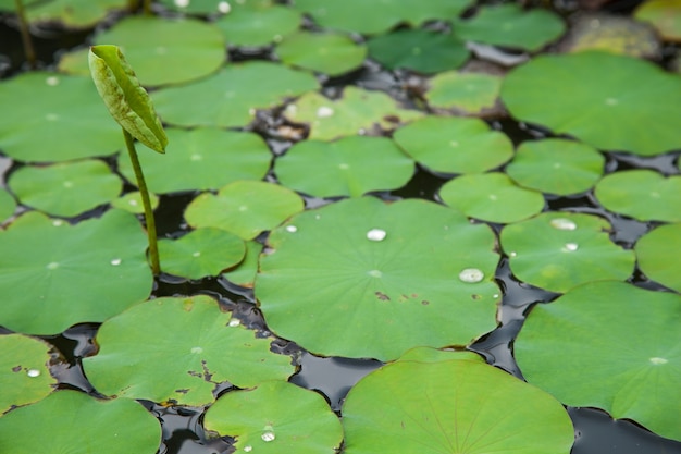 Photo lotus lilies.