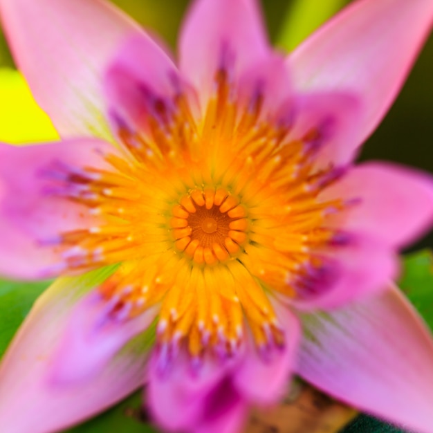 Lotus lily flower close up