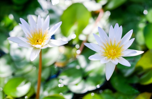 長い茎の蓮。夏の池の白い水ユリ