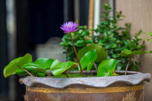 Lotus-lotusbloem en lotusbloemblad in de pot.