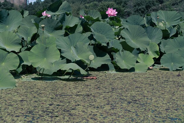 Lotus meer