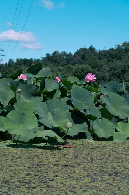 Foto lotus meer