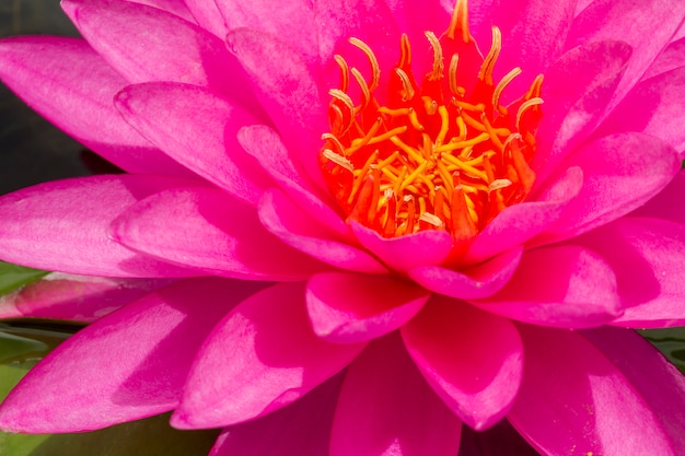 Lotus (Nymphaea, Waterlily) in de tuin