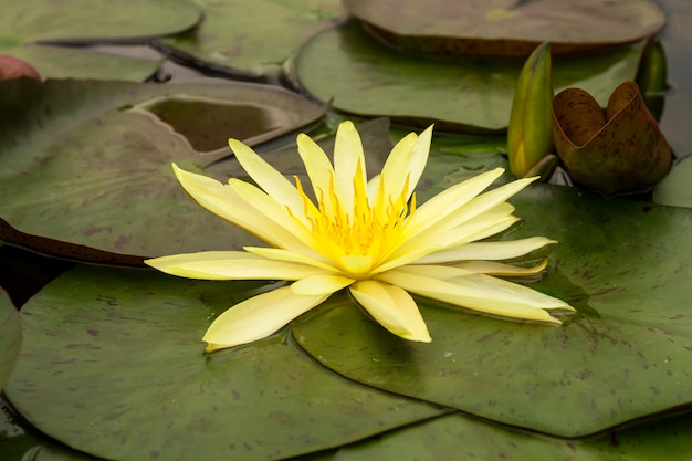 Lotus (Nymphaea, Waterlily) in de tuin