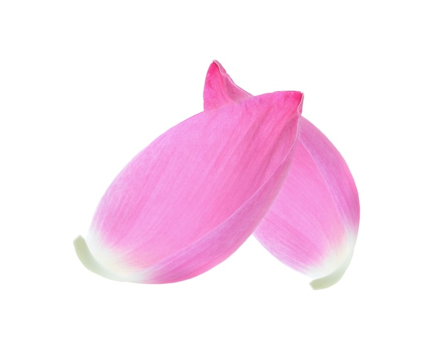 Lotus petal on white background