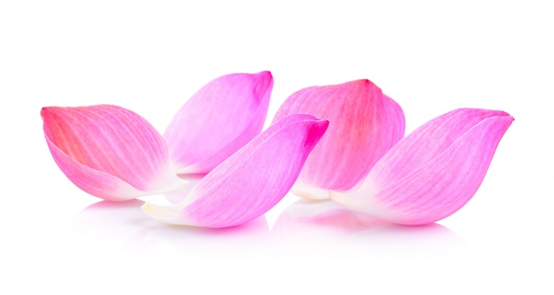 Lotus petal on white wall