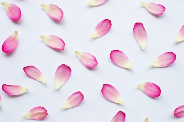 Photo lotus petals on white