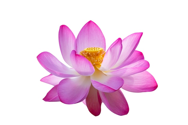 Lotus pink isolate i fiori bianchi sbocciano