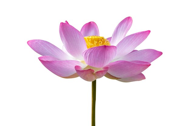 Lotus Pink Isolate Witte bloemen bloeien