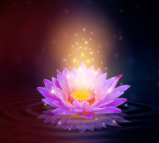 Lotus Pink light purple floating light sparkle purple background