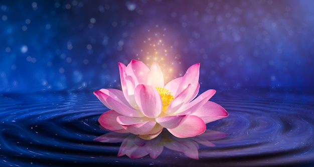 Lotus Pink light purple floating light sparkle purple background