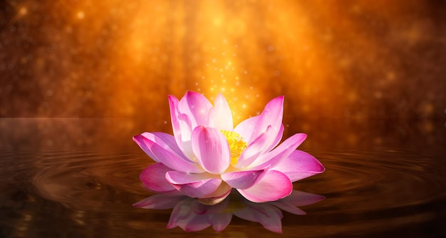 Lotus Pink light purple floating light sparkle purple background