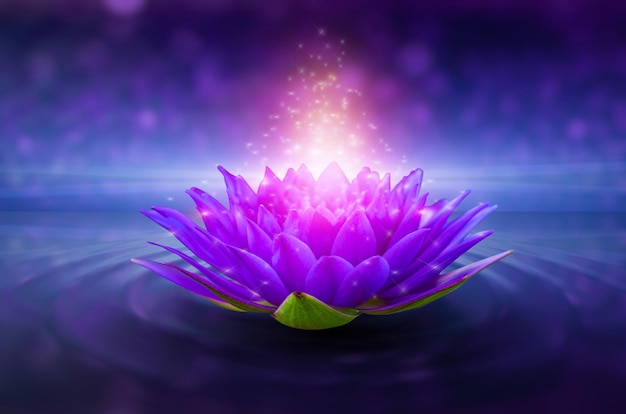 Lotus pink light purple floating light sparkle purple
background