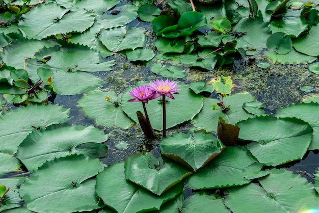 Lotus pond and beautiful sky with sunset and boat for sightseeing