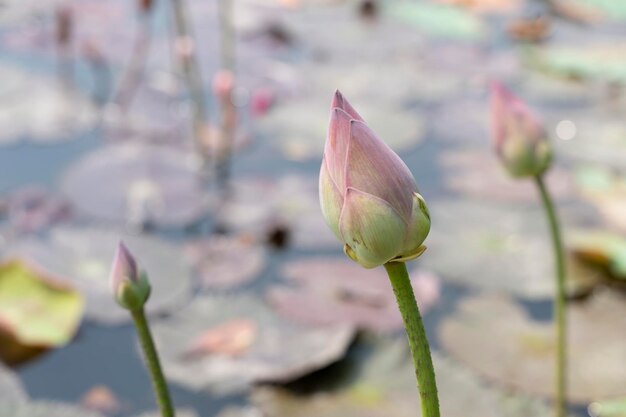 Foto laghetto di loto in giardino con sfondo sfocato