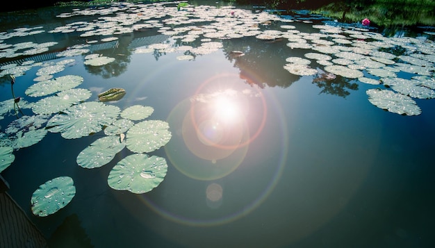 太陽が昇り水面に光が点いているモニングの蓮の池水蓮の葉