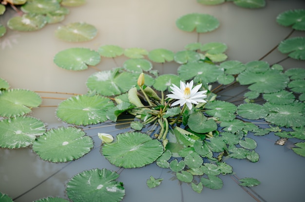 朝に咲く蓮の池