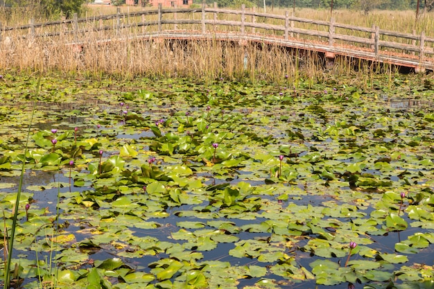 Lotus Pond and wooden bridge in Lumbini, Nepal