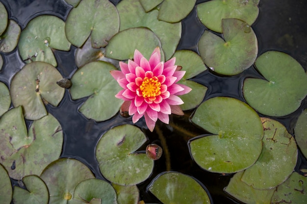 Photo lotus in the pond