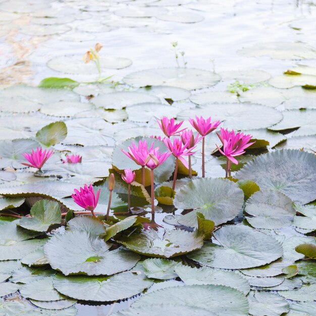 Lotus in a pond