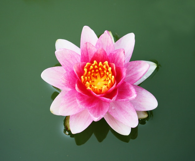 Photo lotus in the pond