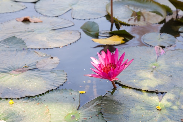 Lotus in a pond