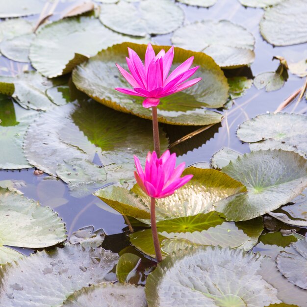 Lotus in a pond