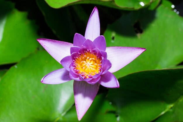 Lotus in the pool