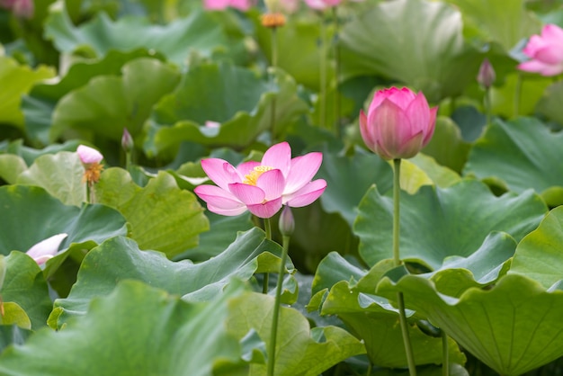 Lotus in rainy days with raindrops