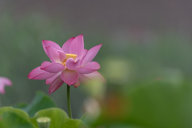 Lotus in rainy days with raindrops