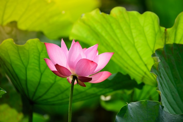 Lotus roze kleur Bloei in de lotusvijver.