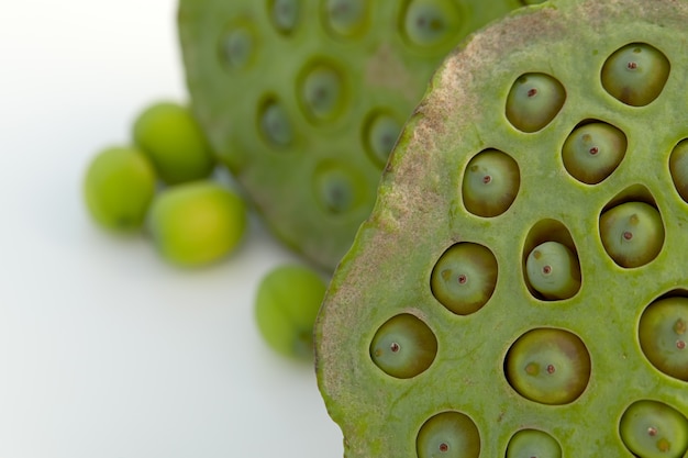 lotus seed close up 