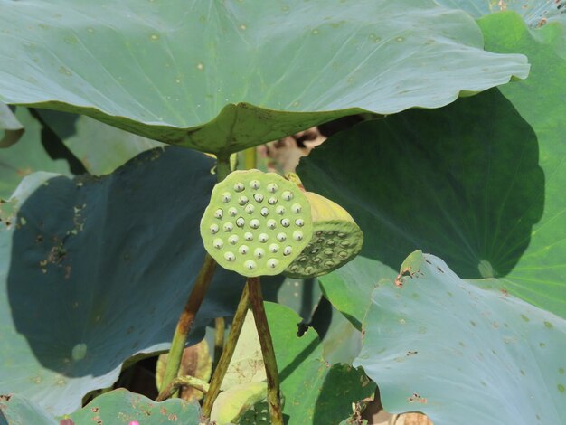 Photo lotus seed pod