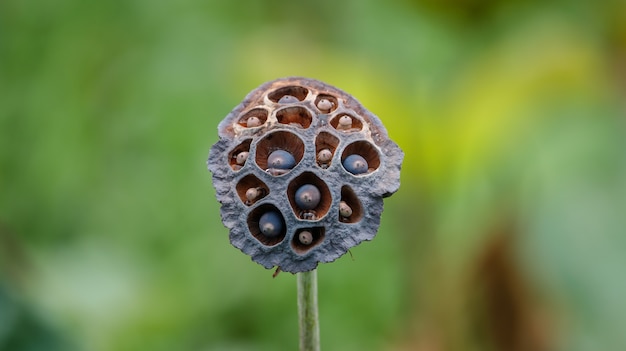 Photo lotus seed pods of varying degrees of maturity