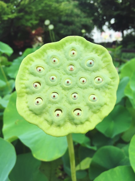 Lotus seeds