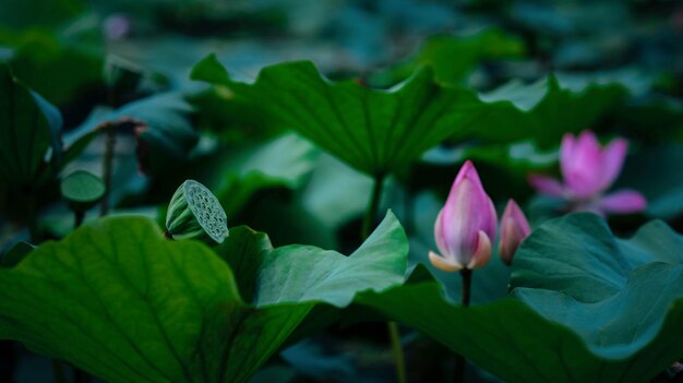 Lotus in summer