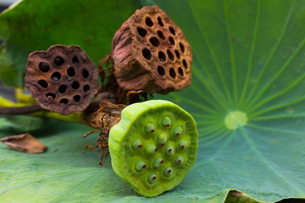 Lotus tree pods