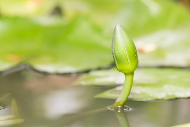 Foto lotus-vijver in de tuin