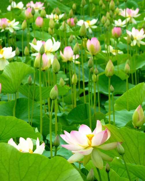 写真 池で花をかせている蓮花