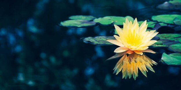 Photo lotus water lily blooming on water surface