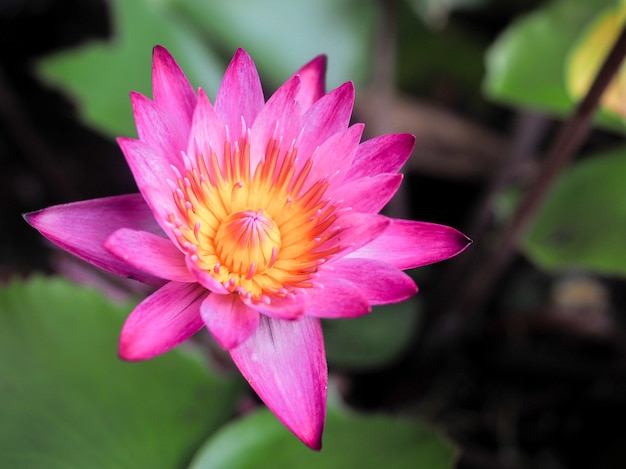 Foto fiore di loto o ninfea