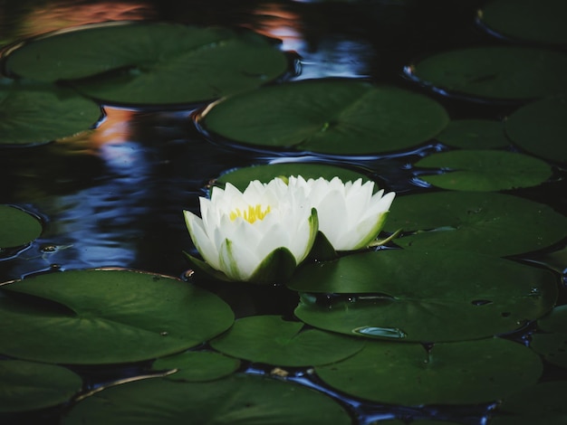 写真 湖の蓮の水蓮