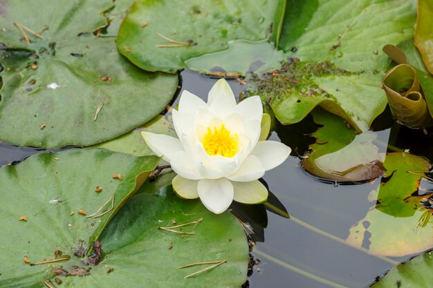 写真 湖の蓮の水蓮