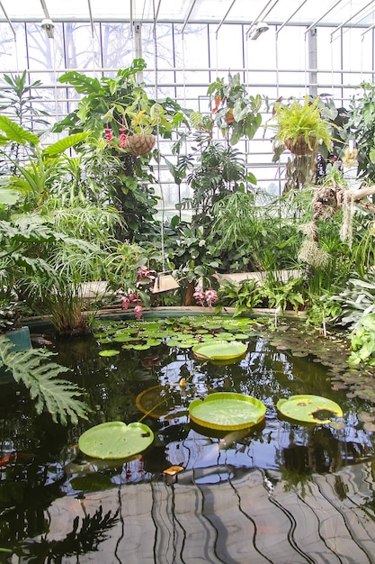 写真 湖の蓮の水蓮