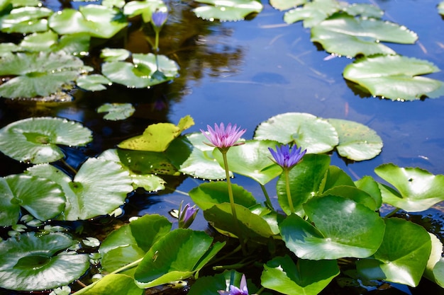 写真 湖の蓮の水蓮